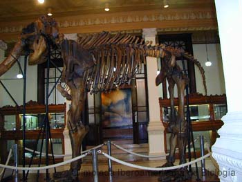 Museo_Instituto_de_Geologia