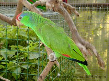 Cotorra_verde