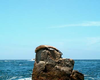 Fauna_marina_Amadeo_Barba_Alvarez