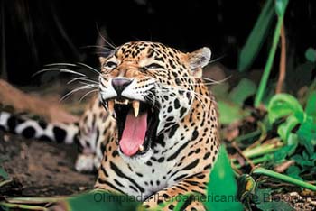 Jaguar