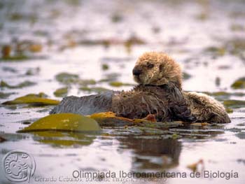 Nutria_mexicana