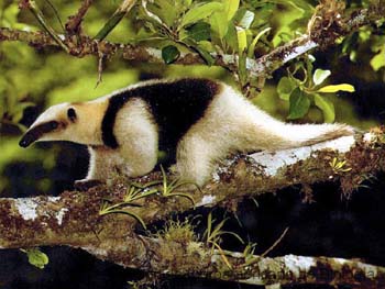 Tamandua_mexicana