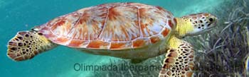 Tortuga_de_Carey