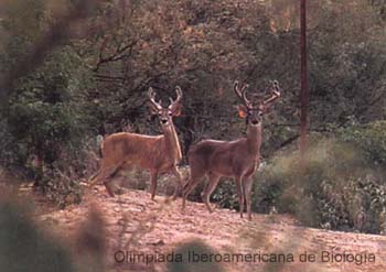 Venado_Cola_Blanca