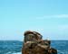 Fauna_marina_Amadeo_Barba_Alvarez
