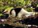 Tamandua_mexicana