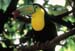 Tucan