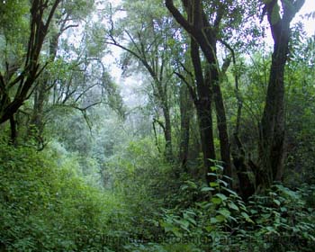 Bosque_Mesofilo_Amadeo_Barba_Alvarez