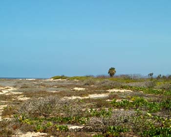 Dunas_Costeras_Amadeo_Barba_Alvarez