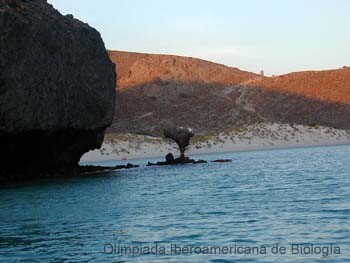 La_Balandra_Baja_California_Sur_Amadeo_Barba_Alvarez