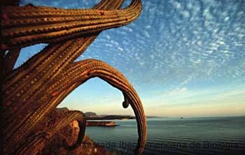 Organos_y_Mar_de_Cortez