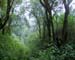 Bosque_Mesofilo_Amadeo_Barba_Alvarez