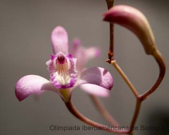 Bletia_lilacina