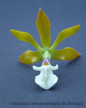 Encyclia_michoacana
