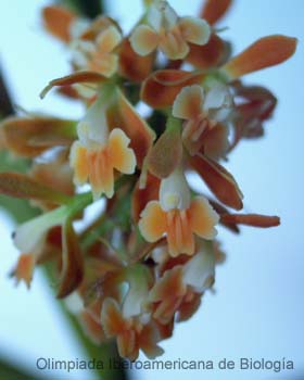 Epidendrum_tuxtlense