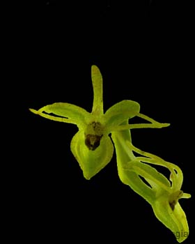 Habenaria_jaliscana