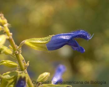 Orquidea_Barbara_Luna_Rosales