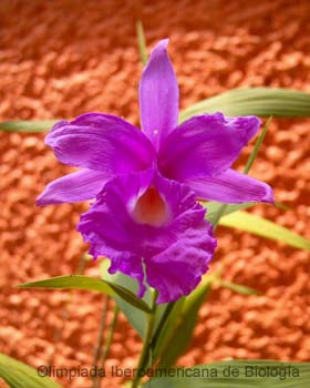 Sobralia_macrantha
