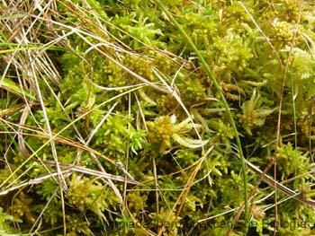 Turbera_de_Sphagnum_Roberto_Enrique_Sierralta