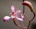 Bletia_lilacina