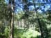 Bosque_de_Pinos_Estado_de_Mexico_Roberto_Enrique_Sierralta