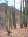 Bosque_espinoso_en_Teotitlan_del_Camino_Roberto_Enrique_Sierralta