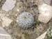 Cactacea_arrosetada_Roberto_Enrique_Sierralta
