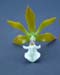 Encyclia_michoacana