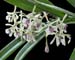 Epidendrum_anisatum