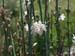 Flor_de_liliacea_Roberto_Enrique_Sierralta