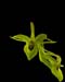 Habenaria_jaliscana
