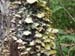 Hongos_de_repisa_sobre_Pinus_hartwegii_Roberto_Enrique_Sierralta