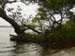 Manglar_en_la_Laguna_de_Alvarado_Roberto_Enrique_Sierralta