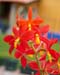 Prosthechea_vitellina