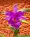 Sobralia_macrantha
