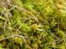Turbera_de_Sphagnum_Roberto_Enrique_Sierralta