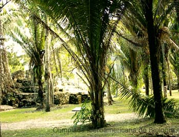 Ruinas_Chetumal